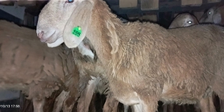 �� ����������� ������� � �������� �� ������� 32 ���� �� ������� �������