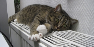 � �������� ����� 40 ���� �������� ��� ������� ���� � ���������