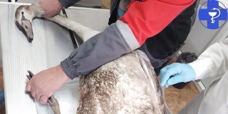 ����������� ���������� ������ ������ � ������� �����