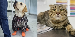 ��������� �������� ����� �������� �������� �������, ������� � ���������