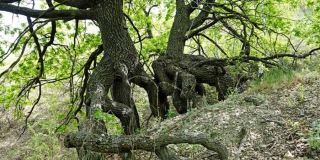 «Шагающие дубы» у Утеса Степана Разина вошли в реестр удивительных растений РФ