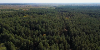 В Саратовской области темпы восстановления лесов выросли на 60%