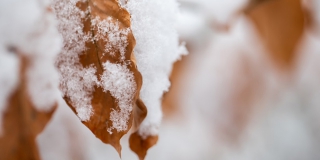 В Саратове прогнозируется день с мокрым снегом и гололедицей