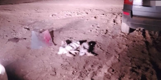 В Дергачевском районе охотник застрелил 3 зайцев из оружия полицейского 