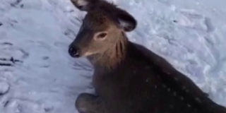 � ����������� ������ ��������� ��������� ����� ����������� �� ���� �����