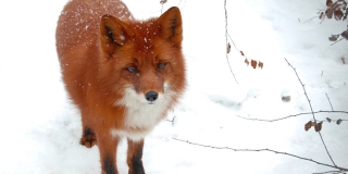 В Саратовской области планируют с 2024 года регулировать численность лисиц