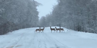 ��������� �������-�������������� ������ ����������� ������ ������ �� ������