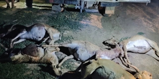 Под Дергачами браконьер выплатит ущерб на 1,5 млн за убийство сайгаков