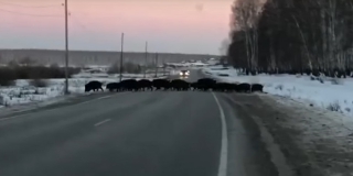 � �������� ��������� ����� �� �������������� �������� ������ ������ �������