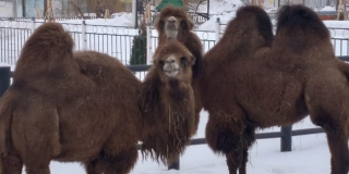 � ���������� ������ ���������� ���� ������� ������ ���� �������� �� �����