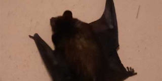 � �������� ������� ���� ��-�� ������� ���������� ����