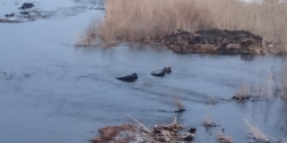 � ����������� ������ ������� ���� � ���� ������. �������� �����