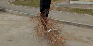 «Еще один сдался». Саратовец вынес новогоднюю елку в апреле «Еще один сдался». Саратовец вынес новогоднюю елку в апреле