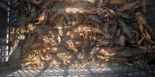 ������ ������������ ������ ��������� �� ���������� ����� �����