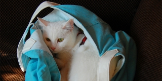 Водитель маршрута №95 терроризирует зоозащитницу за провоз животных Водитель маршрута №95 терроризирует зоозащитницу за провоз животных