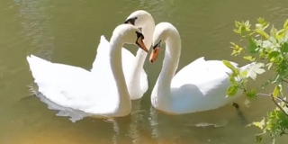 �� ����� � �������� ����� ������� ��������� �������