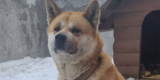 � �������� ������ ���������� 6-������� ��������. ������� ���� ����