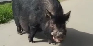 �������� ���������� ��������� �� ����-������������� ����� ������