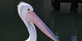 � ����������� ������� �������� ��������� �� ������� �����