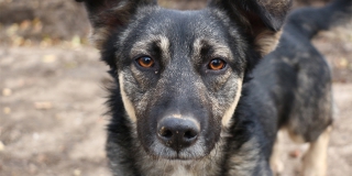 � ���������-2 ������ ���� � ���������� ����� ��������� ����� �� ���� �����