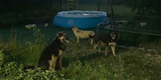 � ��������� �������� ��������� �������� ������: ���� ���� � ������ ��������