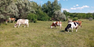 ������ ���� � ����������� ������ ������� �������� ��� �������