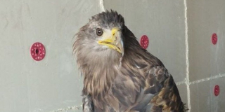 � ����������� ������ ����������� ����������� �������������� ����