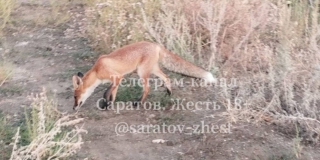 ������ ����������� ���������� �������� �������� ����