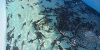 � ����������� ������ ��������� � ����� ����� 60 ����� ������� ��������