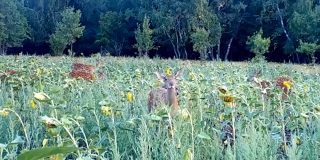 ��� ��������� � ��������� ����� �� ������������ ��������� ������