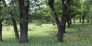 � ����������� ������ �������� ������� ��������� �������