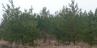 ����������� ������� ����� � ���-3 �� ��� �� ����������� ������� �����