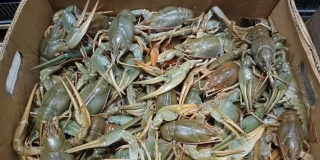 ��� ����������� ��������� ���� ���� �� ���������� ��������� 27 ����� �����