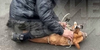 � �������� ������� ������ ������ � ������ � �������� ����������