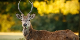 � ����������� ������ �������� �������� �� ���������� �������� ��������� ������