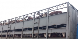 �� ������������-�������� ������ �������� ��������� ������� 113 ����� �����