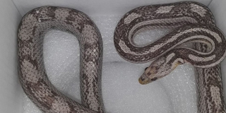 �� ������������� ��������� ���� �������� � ����� ��������