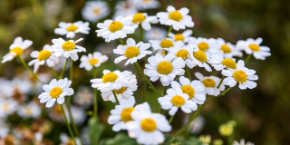 Сегодня в России отмечается День семьи, любви и верности Сегодня в России отмечается День семьи, любви и верности