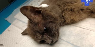 В Ртищеве ветеринары спасли домашнюю кошку с пулей в теле В Ртищеве ветеринары спасли домашнюю кошку с пулей в теле