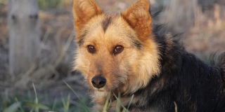 В Саратовской области планируют отловить 4,5 тысячи бездомных собак В Саратовской области планируют отловить 4,5 тысячи бездомных собак