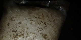 � ����������� ������ ������� ������������ �� ������