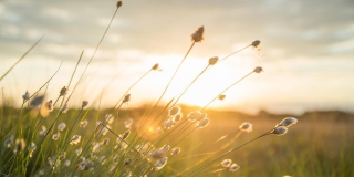 Жители Саратовской области увлеклись садоводством Жители Саратовской области увлеклись садоводством