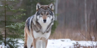 В Саратовской области разрешат три месяца убивать пушных зверей В Саратовской области разрешат три месяца убивать пушных зверей