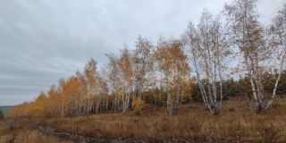 В лесах Саратовской области официально завершился пожароопасный сезон В лесах Саратовской области официально завершился пожароопасный сезон