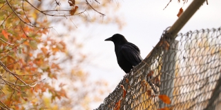 В Саратове прогнозируют облачную погоду и день без существенных осадков В Саратове прогнозируют облачную погоду и день без существенных осадков