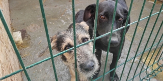 В Саратове зоозащитную организацию суд оставил в реестре недобросовестных В Саратове зоозащитную организацию суд оставил в реестре недобросовестных