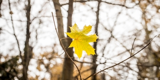 В Саратове день пройдет без существенных осадков и с температурой до +11 В Саратове день пройдет без существенных осадков и с температурой до +11