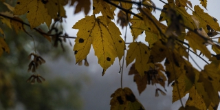 Среда в Саратове пройдет с умеренным дождем и ухудшением видимости из-за тумана Среда в Саратове пройдет с умеренным дождем и ухудшением видимости из-за тумана