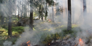 В Красноармейском районе выявили сокрытие площади лесного пожара В Красноармейском районе выявили сокрытие площади лесного пожара