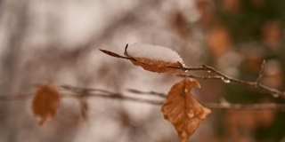 В Саратовской области прогнозируют морось с мокрым снегом и температуру не выше +3 В Саратовской области прогнозируют морось с мокрым снегом и температуру не выше +3